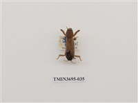 藏品(直翅目(3))的圖片